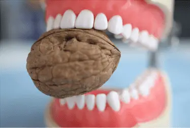 strong mouth and teeth biting down on Brazilian nut