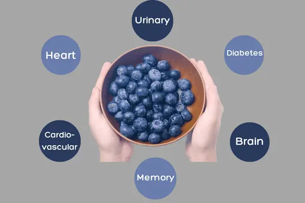 blueberry health benefits - urinary, diabetes, brain, memory, cardiovascular, and heart