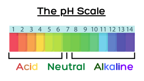 Alkaline Acid Food Chart: See the pH of Foods - Dental Meal Plans